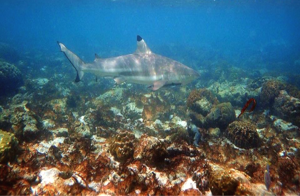 The blacktip reef sharks in Maya Bay