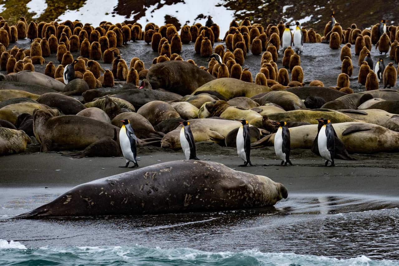 Ryan Hu Antarctic penguin