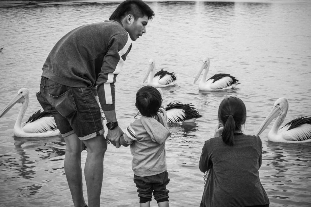 Pelican Feeding