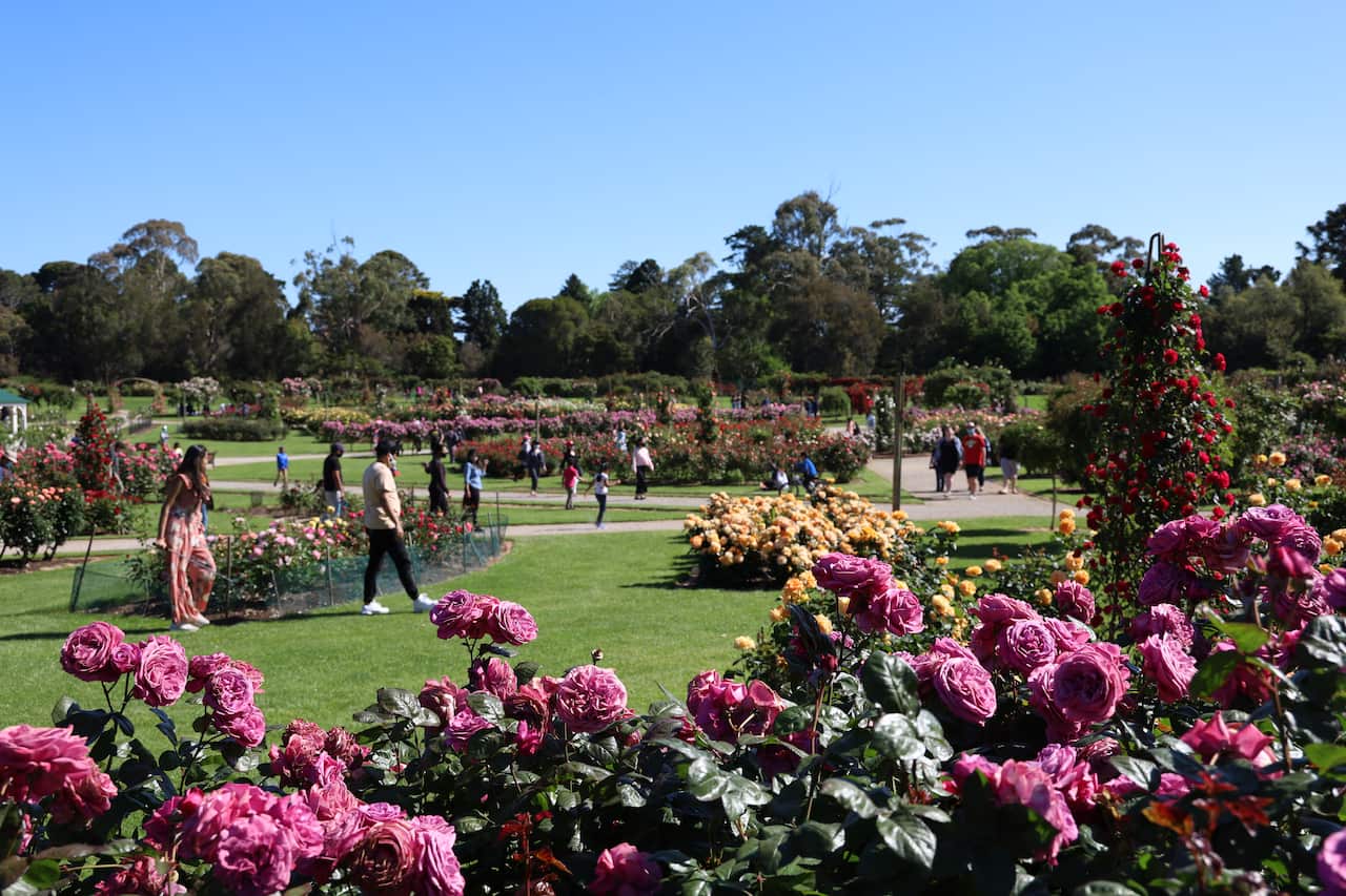 Victoria State Rose Garden.