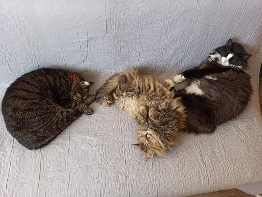 Oxana fled Ukraine with 4 cats