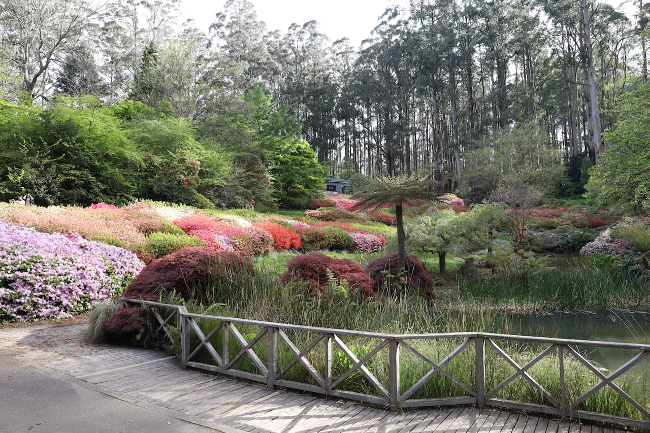 Dandenong Ranges Botanic Garden in spring.