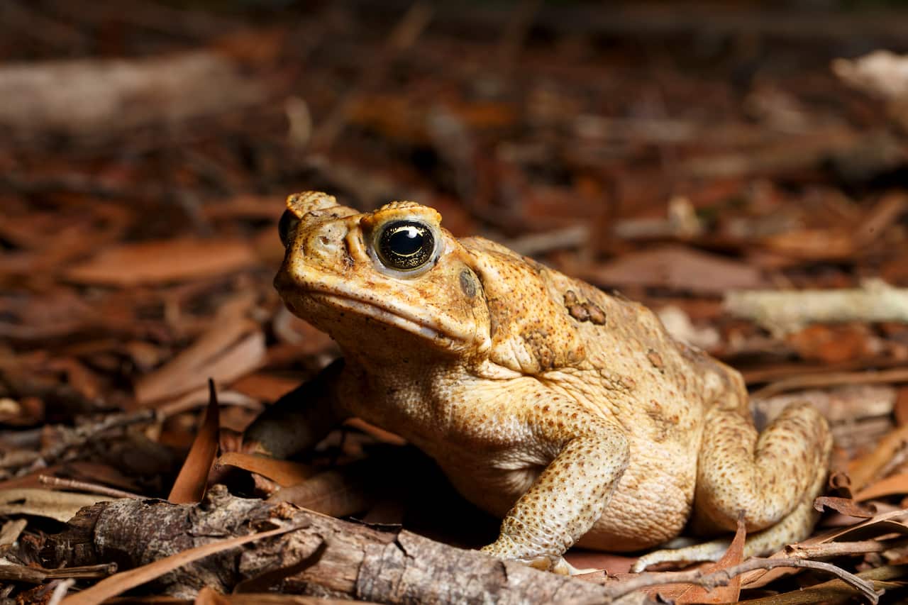 Introduced Cane Toad (Rhinella marinus) at night near Enoggera Reservoir, Queensland, Australia. (Photo by Joshua Prieto / SOPA Images/Sipa USA)