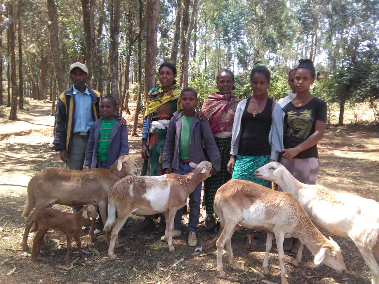 Ethiopian students and their guardians with sheep bought through income generation activities.