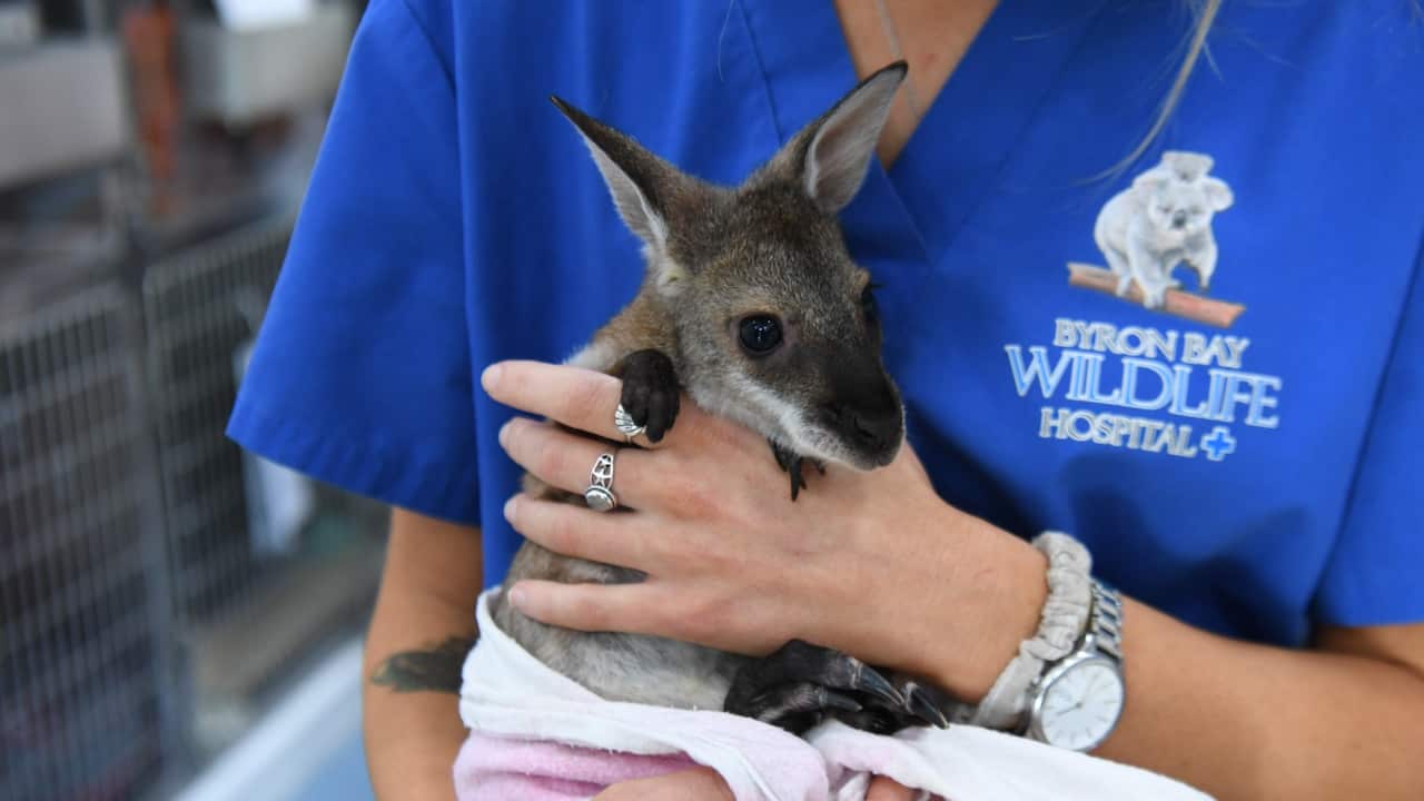Injured wallaby 