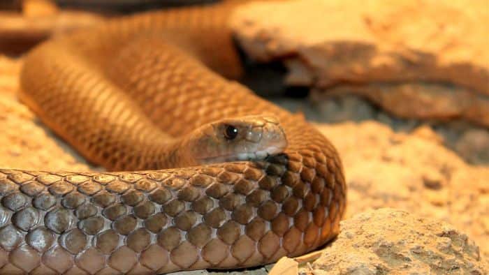 Inland Taipan