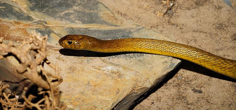 Inland taipan
