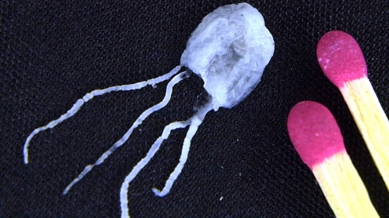 แมงกะพรุนอิรุคันจิ (Irukandji) ที่มีขนาดเล็กมากจนทำให้ผู้คนที่ว่ายน้ำอยู่สังเกตเห็นมันได้ยาก