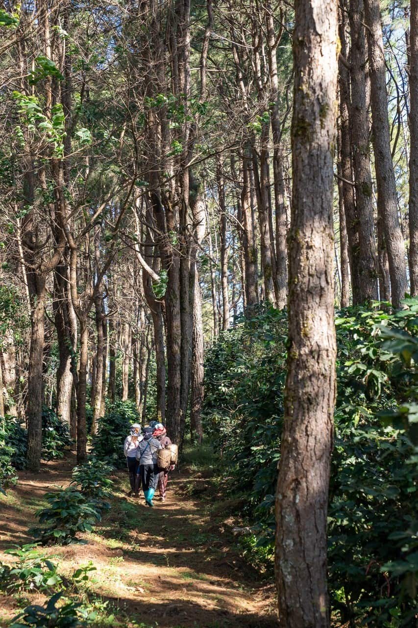 Photo supplied by Doi Tung