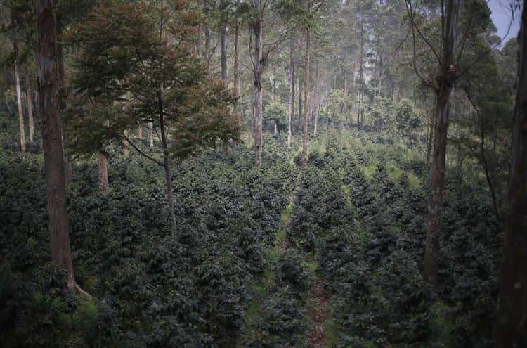Mount Malabar in Java, Indonesia