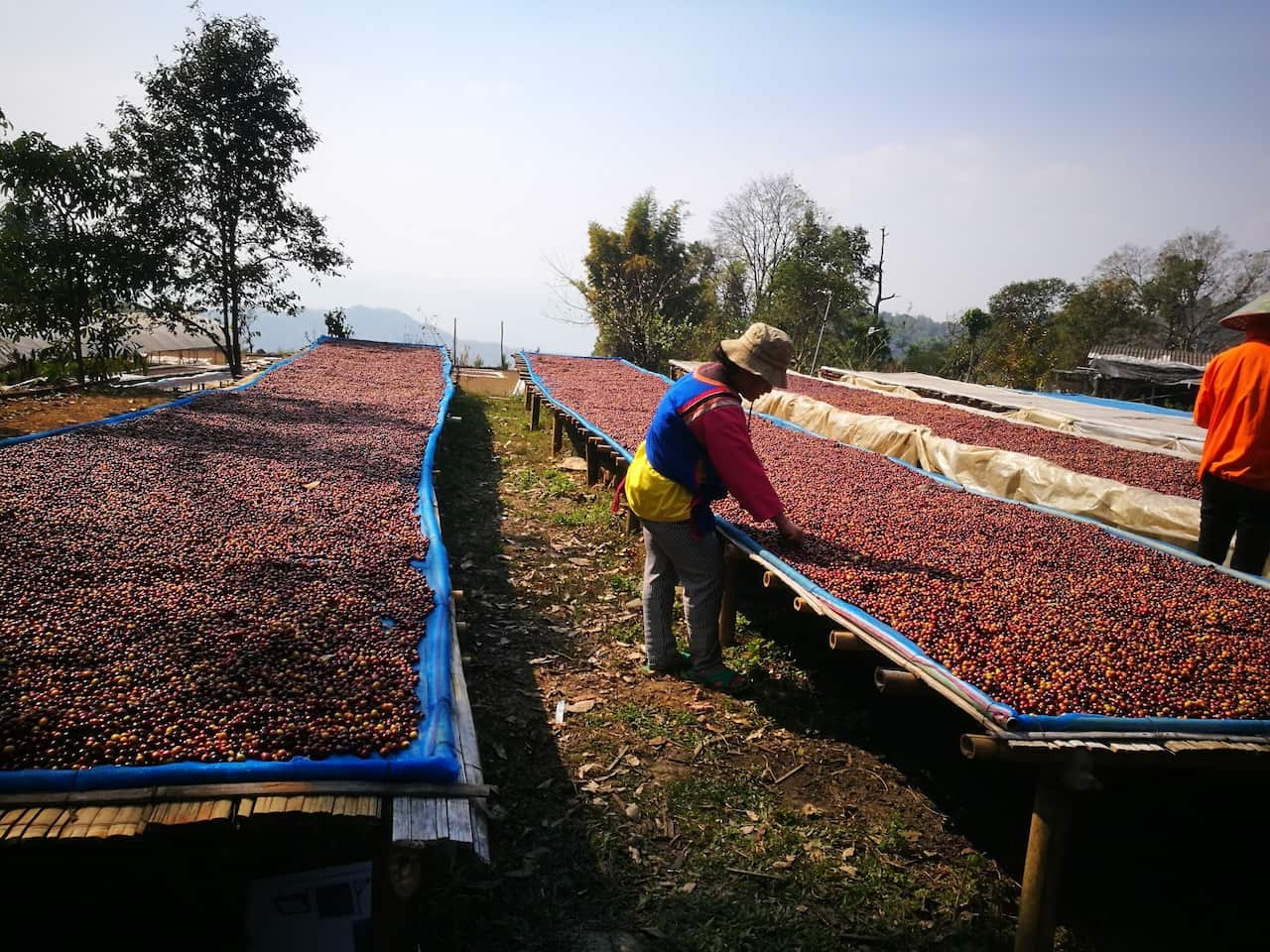 photo supplied by Som Chai farm.