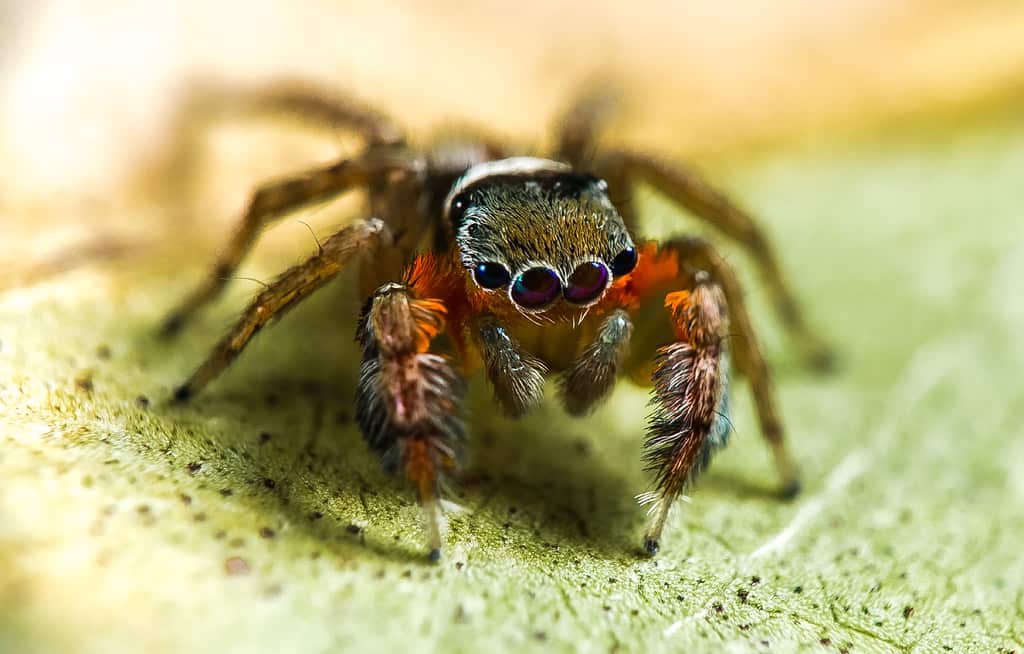 SPIDERS Salticidae Jotus sp. nov. cf auripes New Species, closest yet to the type species Jotus auripes which also has vivid red orange inner legs 1.
