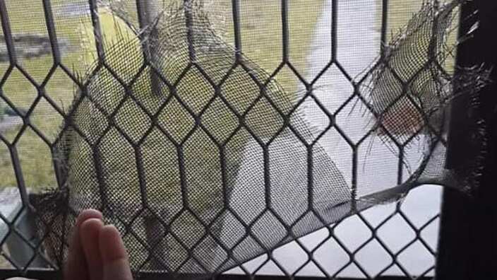 Broken door mesh