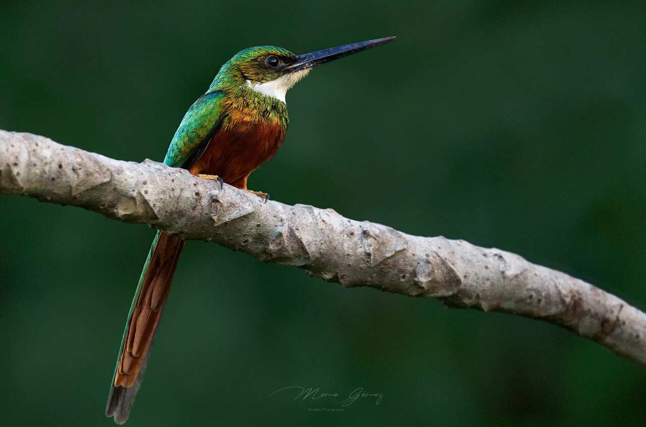 Jacamar Colirufo