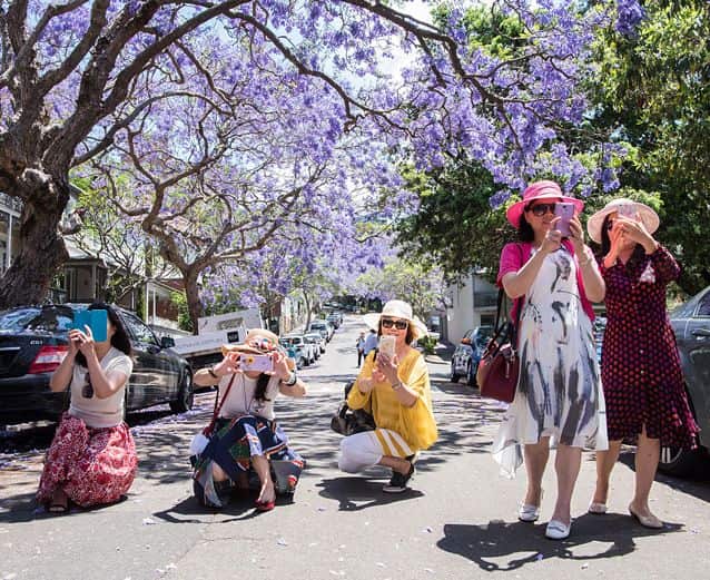 Line up to the street for jacaranda photos