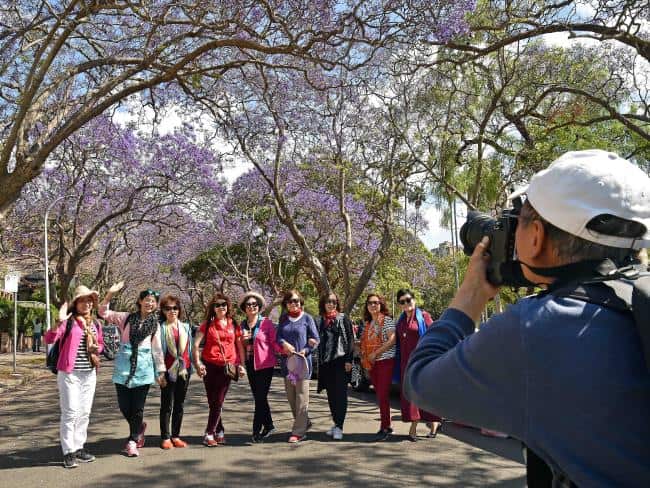 Line up to the street for jacaranda photos