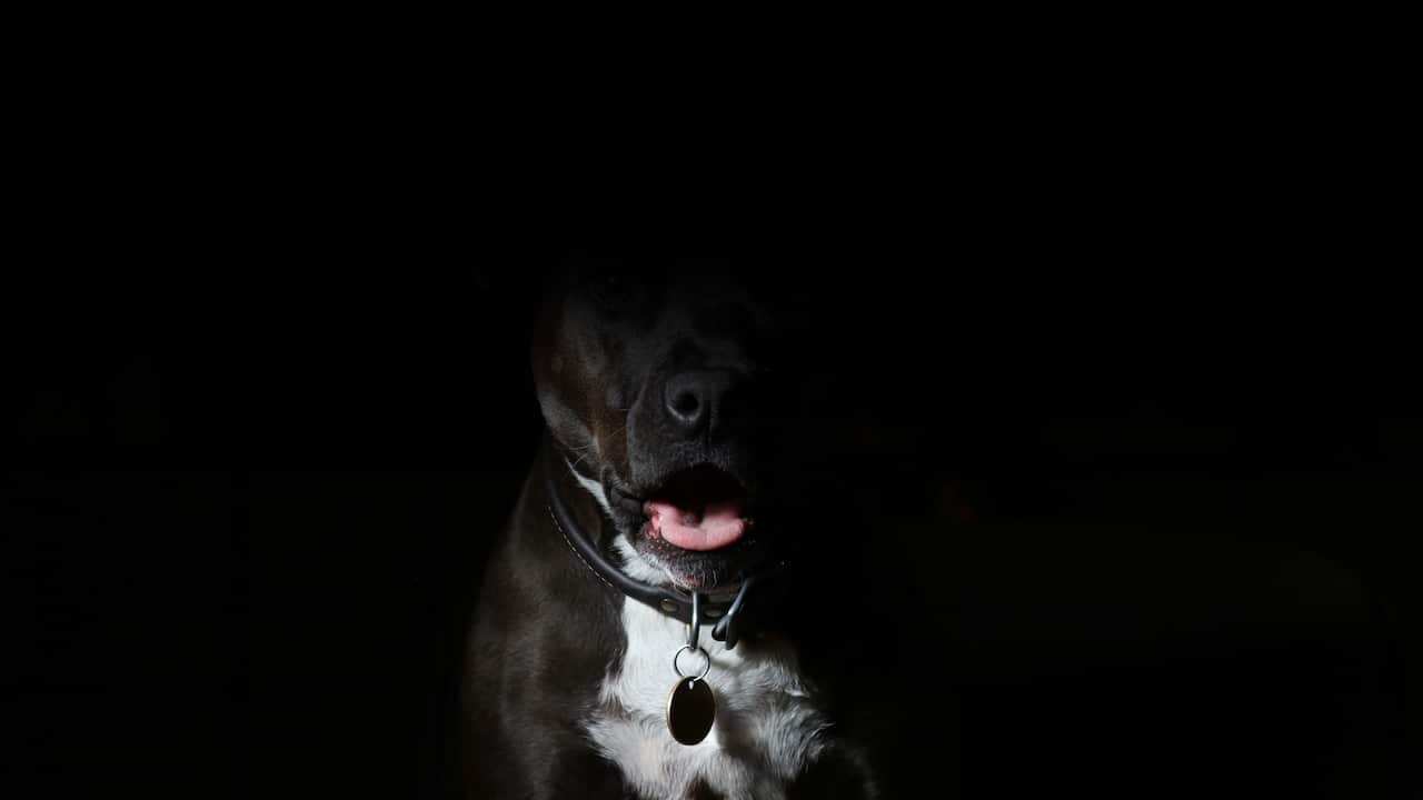Sample image of a Staffordshire Terrier dog (not related to the incident)