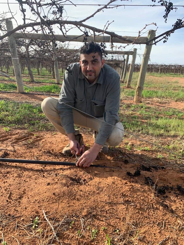 Jaswinder Singh Dhaliwal is involved in the cultivation and harvesting of wine-grapes in Mildura.