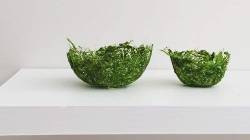 Jessica Zinga's Sea Harvest.