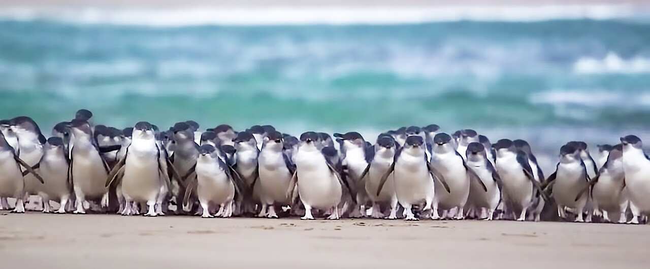 Penguin Parade Live stream