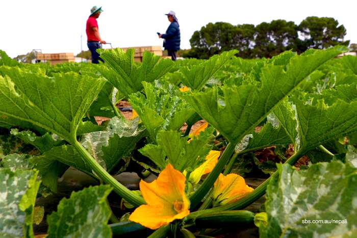 Nepali Farmers Deepak Bista and Deepal Lama Ghising at their farm in South Australia