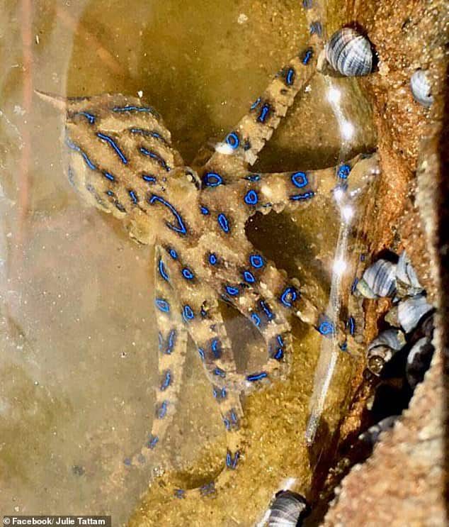 Blue-ringed Octopus