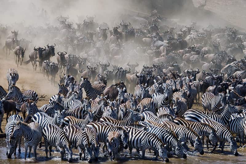 Witness the Great Migration in Maasai Mara, Kenya