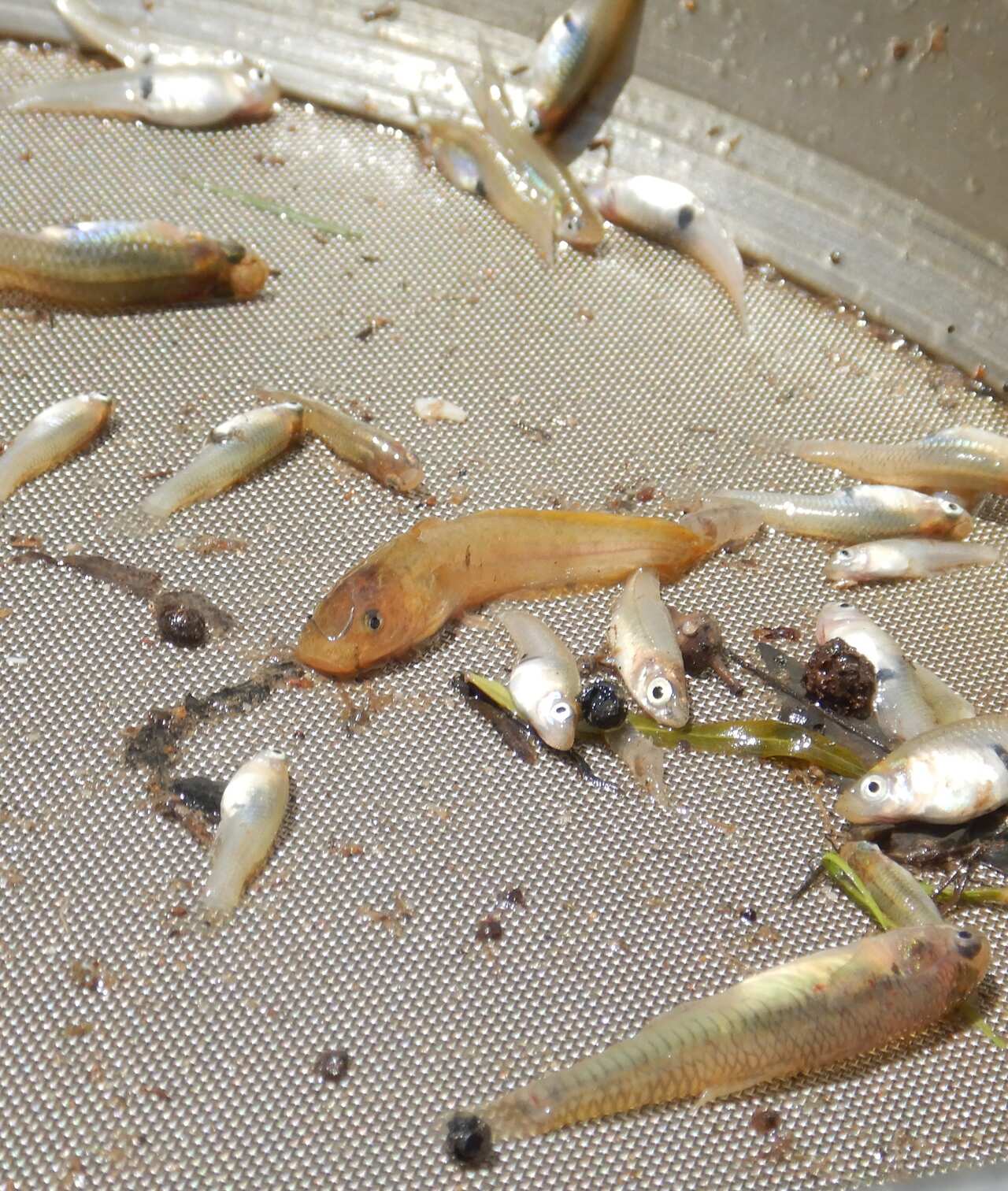 Junge und kleine Fische in der Anlage