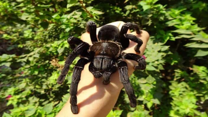 Tarantula spider