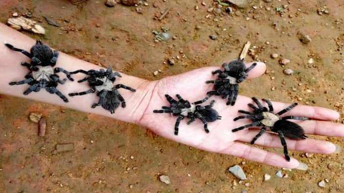 Pink Tarantula spider