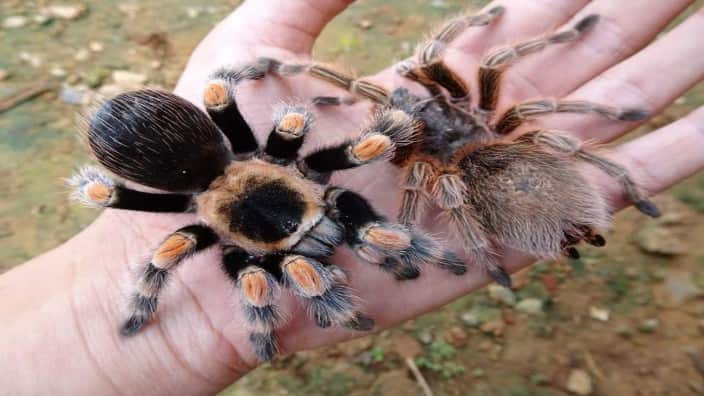 Taransula spider