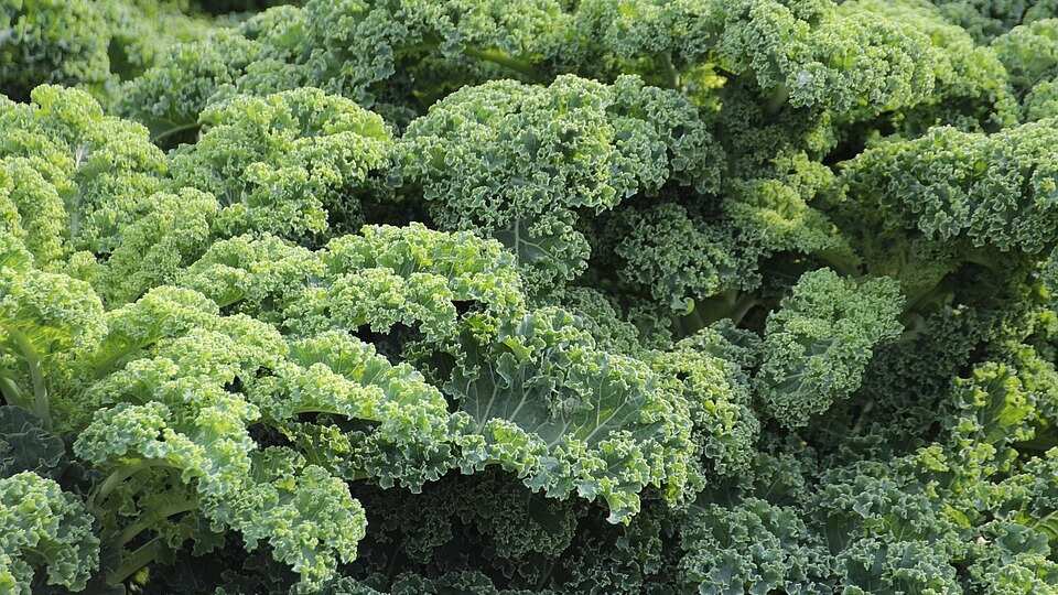 Kale