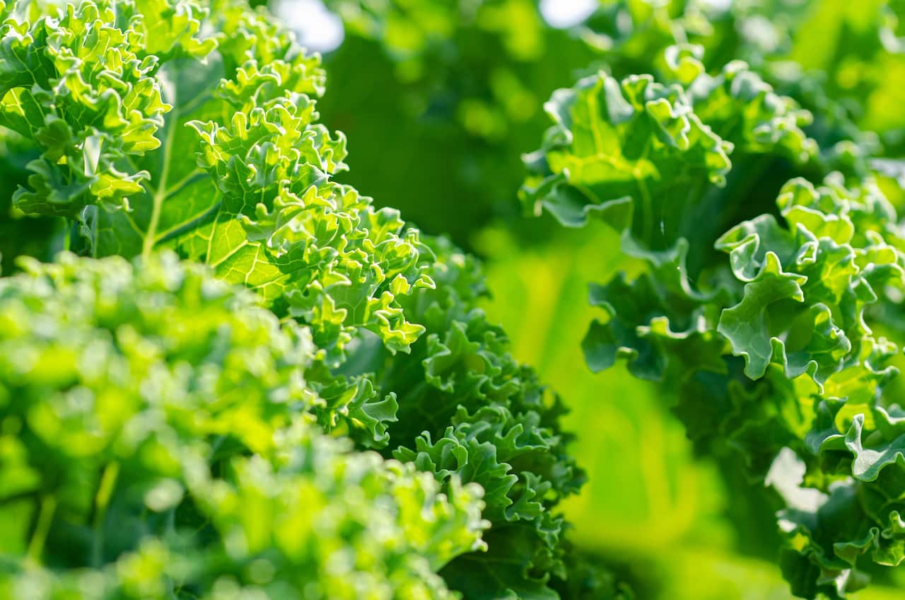 Kale is a good source of minerals.