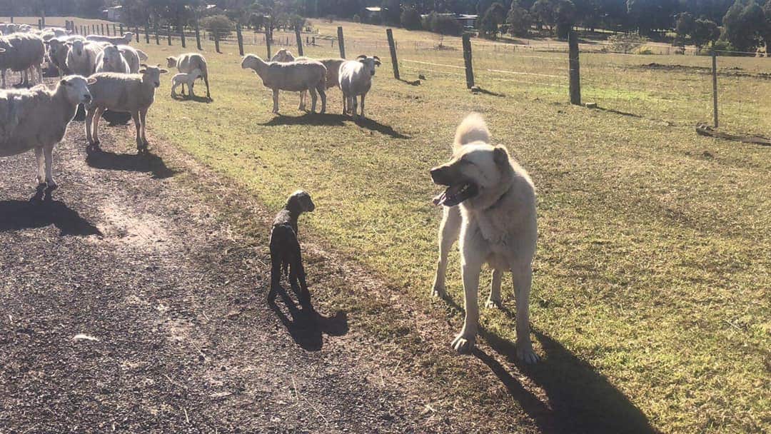 Anatolian Sheppard dog Kangal