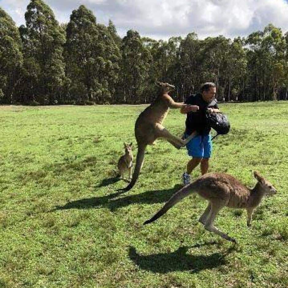 A man attacked by kangaroos