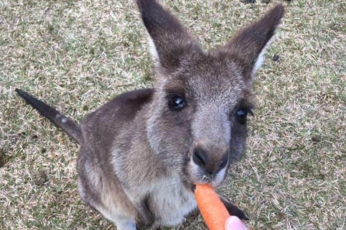Do not give them carrot