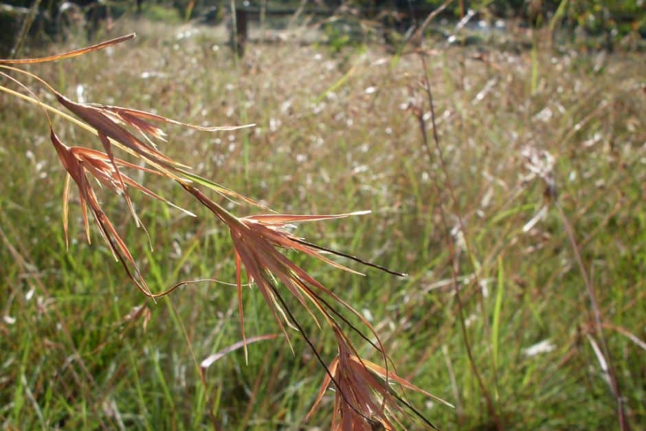 Native Kangaroo grass