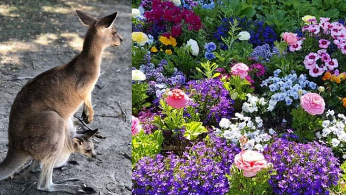 kangaro, botanic gardens