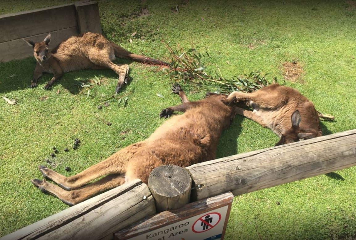 Ballarat Wildlife Park