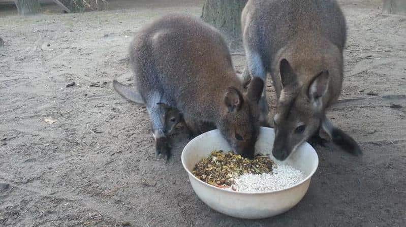 Kangaroos in Germany