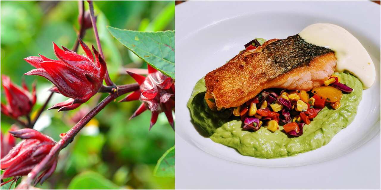 bushtucker, indiginoy