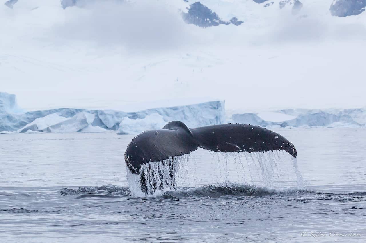 Whale tale as seen in Arctic