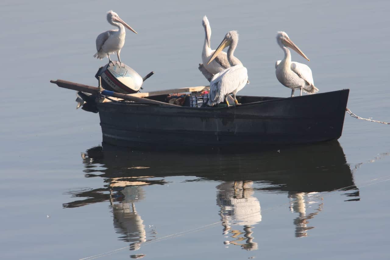 Pelicans at Kerkini Lake in northern greece. 