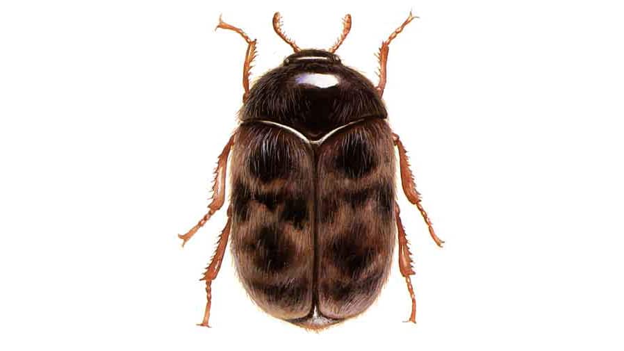 Trogoderma granarium (Khapra beetle) photographed by the US Department of Agriculture.