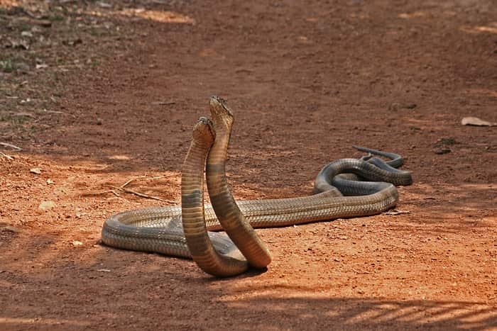snakes, mating, india, snake-bite