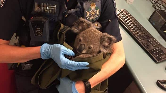 Koala in a backpack