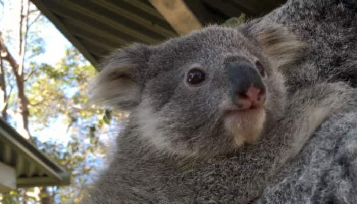 koala, Australia 