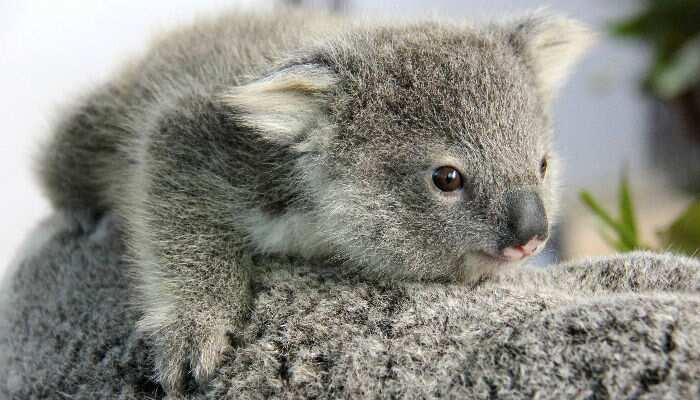koalas, Australia
