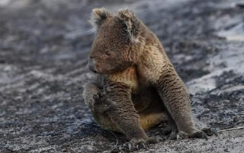 An injured Koala near Cape Borda on Kangaroo Island, southwest of Adelaide.