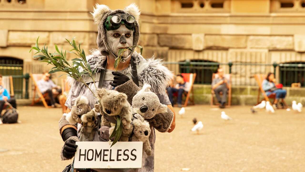 koala's habitat at risk 